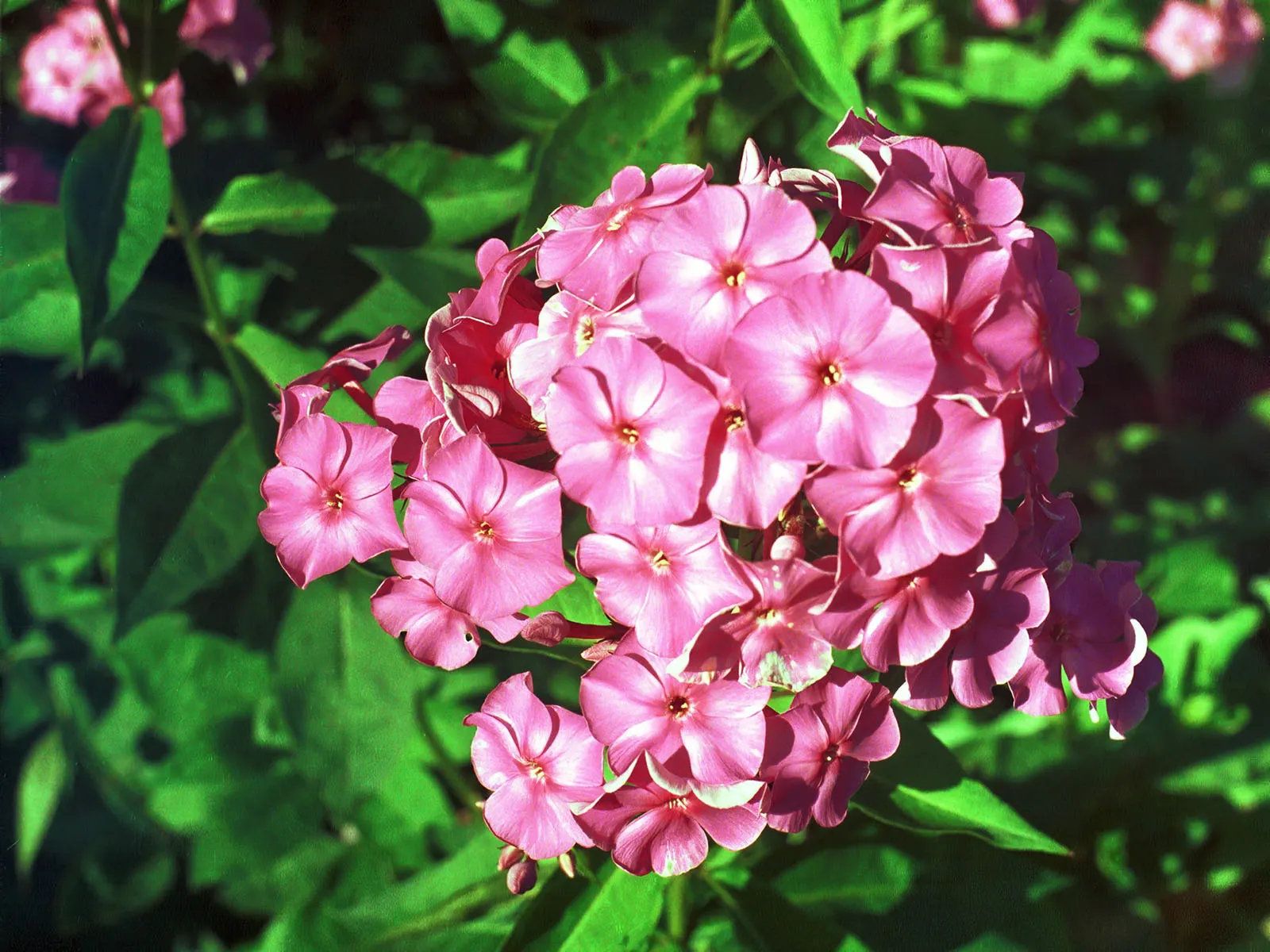 Coral Flame Phlox (Phlox Flame&trade; Series Coral) — accentuating the warm coral blooms.<br><br>Maintenance for the Coral Flame Phlox is minimal, image 57