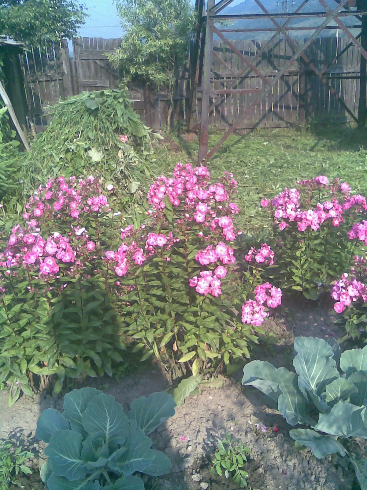 Coral Flame Phlox (Phlox Flame&trade; Series Coral) — accentuating the warm coral blooms.<br><br>Maintenance for the Coral Flame Phlox is minimal; with its
