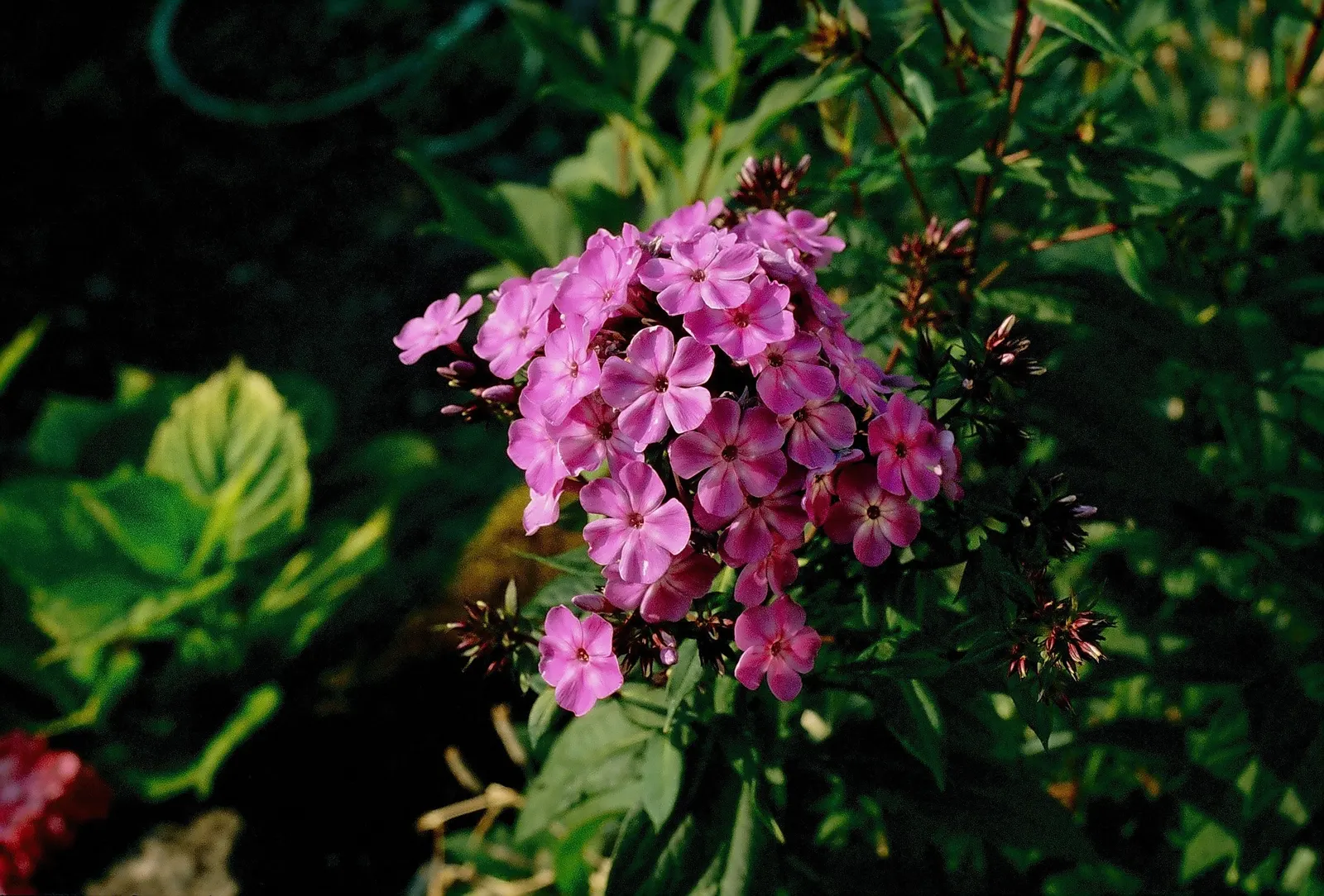 Coral Flame Phlox (Phlox Flame&trade; Series Coral) — Ideal for borders, it reaches 15-18 inches in height and spreads up to 18 inches; and texture, image 43