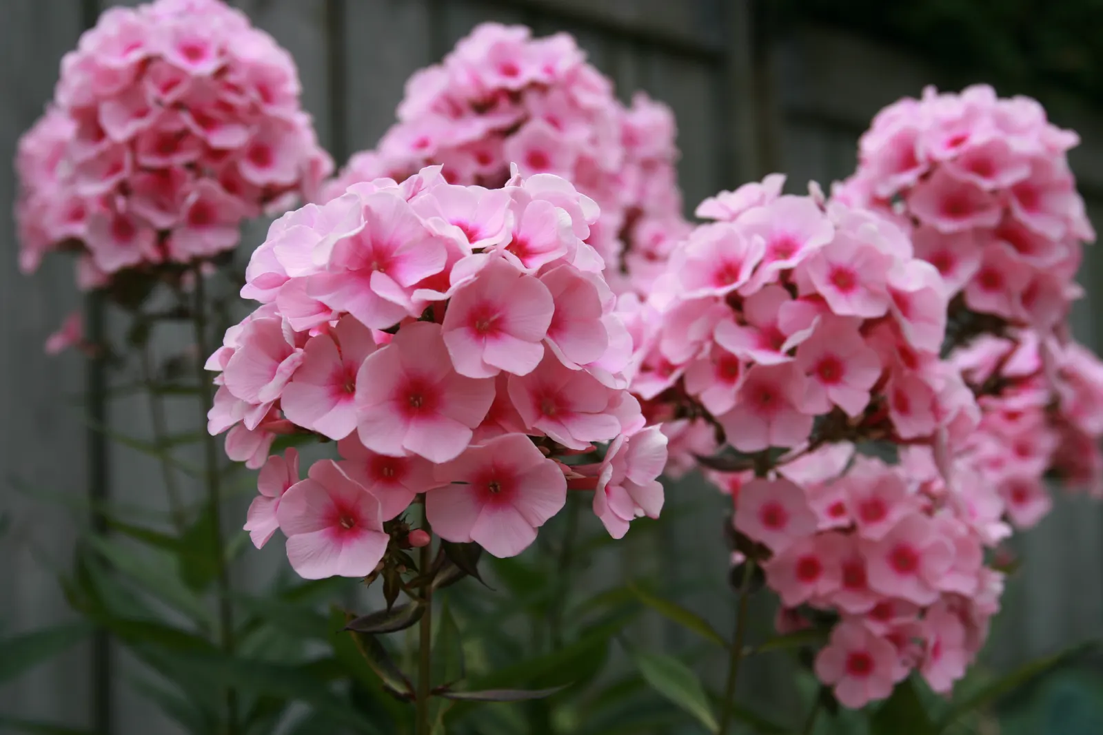 Coral Flame Phlox (Phlox Flame&trade; Series Coral) — Deadheading spent flowers can encourage further blooming and prevent self-seeding; and, image 58