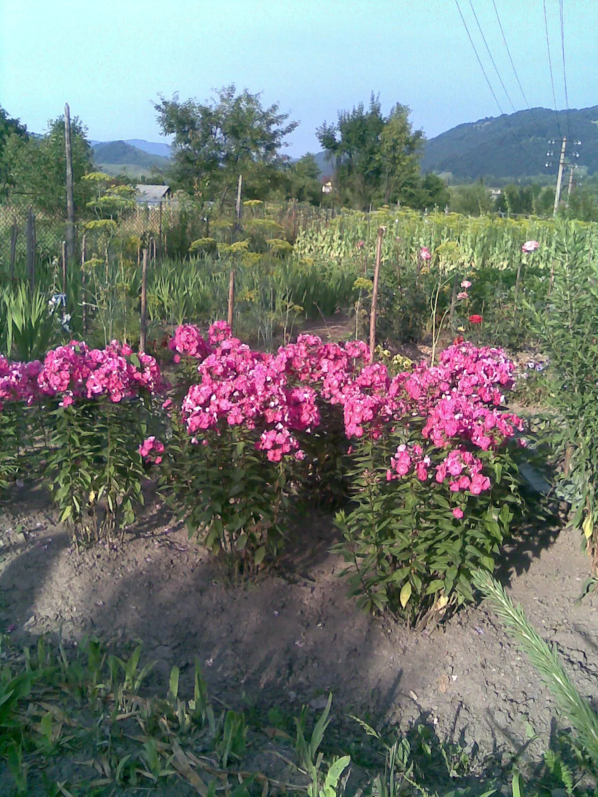 Coral Flame Phlox (Phlox Flame&trade; Series Coral) — lance-shaped leaves offer a lush backdrop; this phlox variety thrives in full sun to part shade