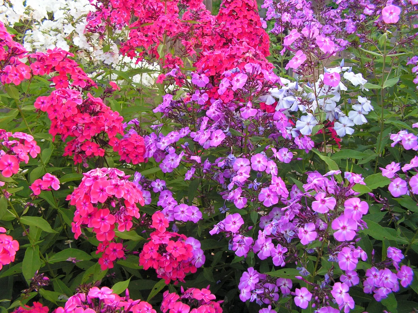 Coral Flame Phlox (Phlox Flame&trade; Series Coral) — showcasing an impressive resilience to mildew - a common affliction among phlox species; and, image 55