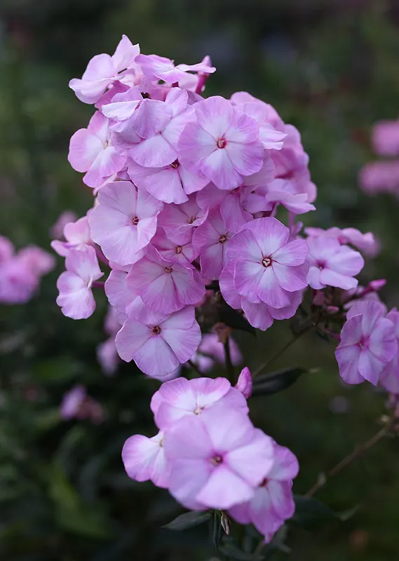 Coral Flame Phlox (Phlox Flame&trade; Series Coral) — Ideal for borders, it reaches 15-18 inches in height and spreads up to 18 inches