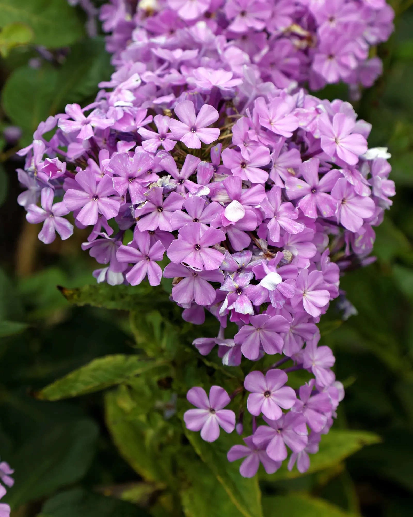 Coral Flame Phlox (Phlox Flame&trade; Series Coral) — which rise above the foliage on sturdy stems from mid to late summer; with its vibrant, image 51