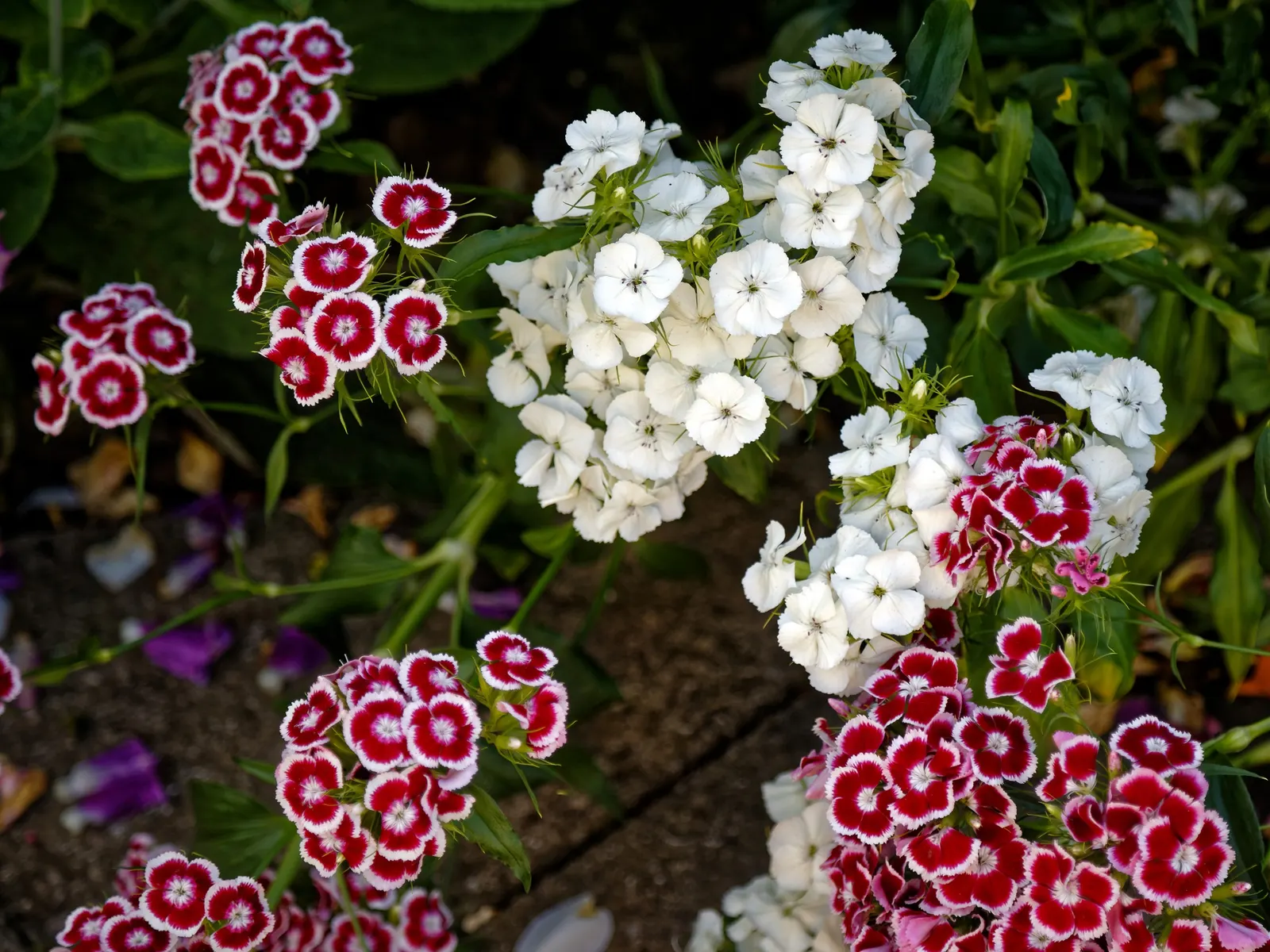 Coral Flame Phlox (Phlox Flame&trade; Series Coral) — A cultivar of Phlox paniculata