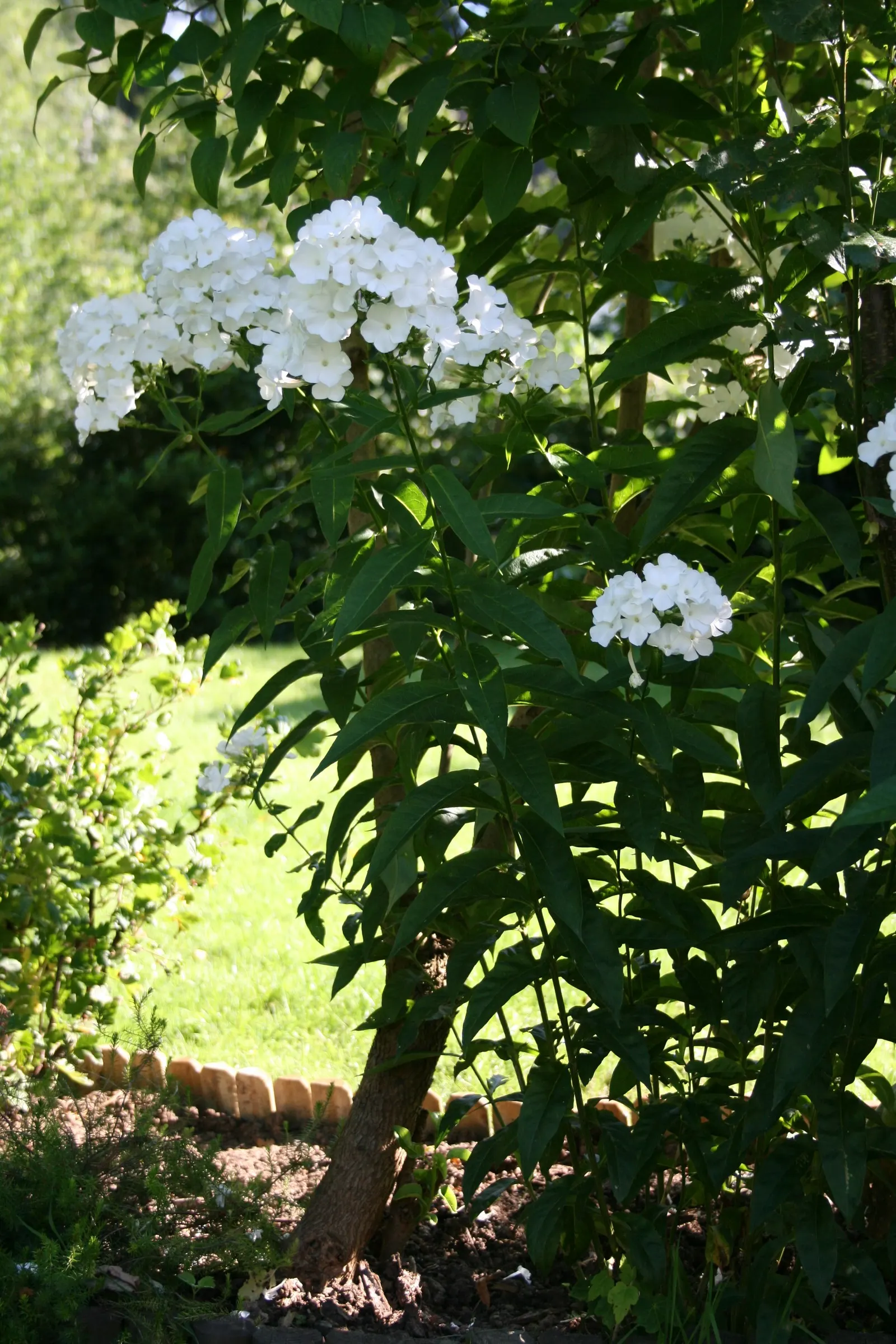 Coral Flame Phlox (Phlox Flame&trade; Series Coral) — and bees.<br><br>Favoring well-drained soil