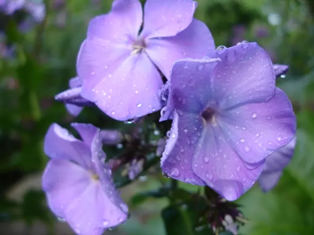 Coral Flame Phlox (Phlox Flame&trade; Series Coral) — it reaches a height of approximately 12 to 16 inches and a similar spread; this phlox variety, image 50
