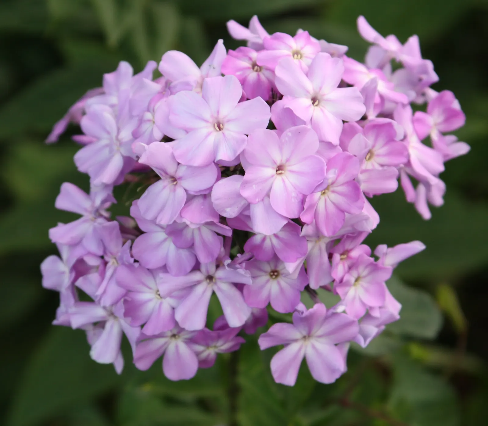 Coral Flame Phlox (Phlox Flame&trade; Series Coral) — perennial for full or half; with its vibrant flowers and easy care
