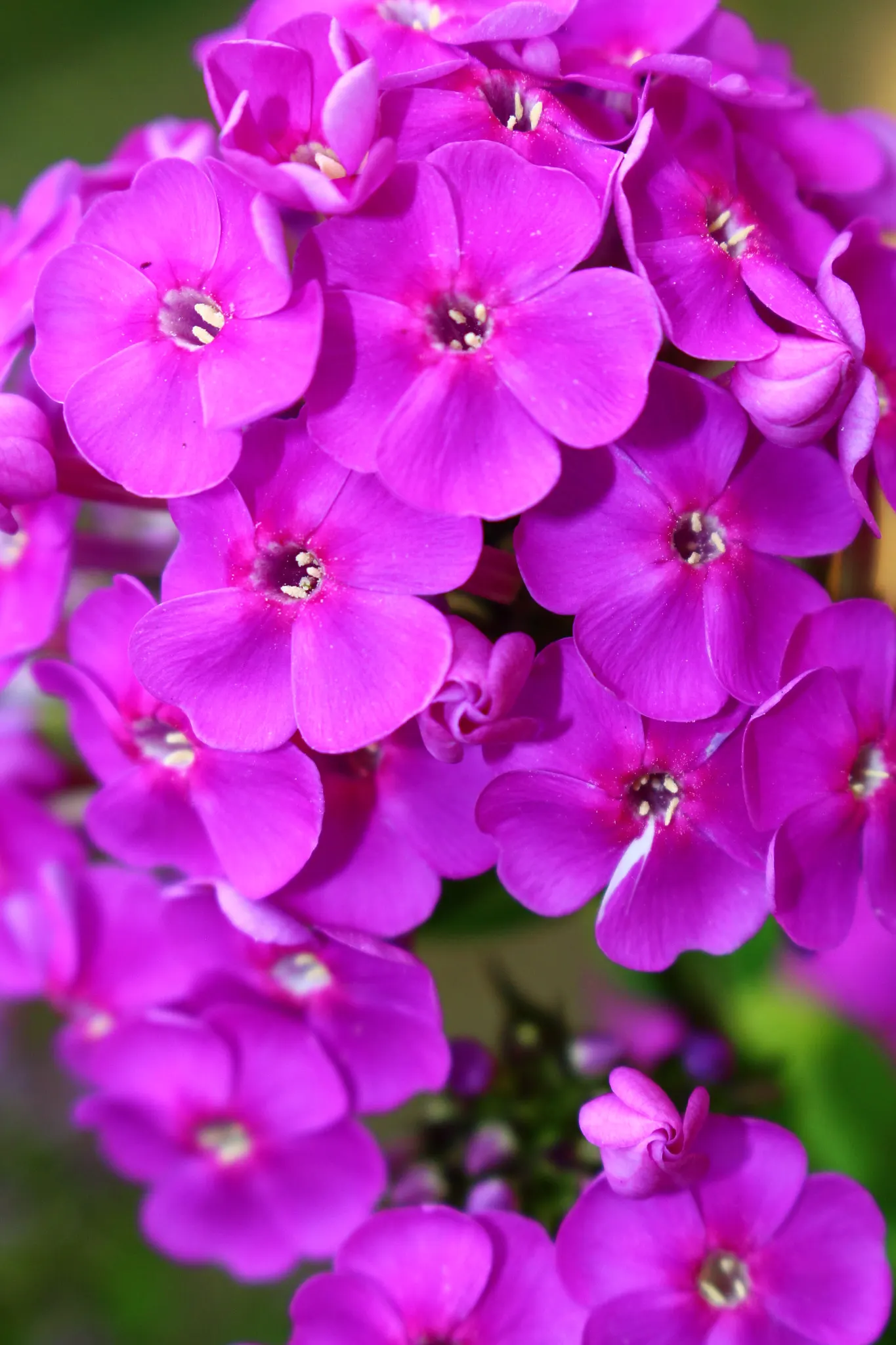 Coral Flame Phlox (Phlox Flame&trade; Series Coral) — Attracts pollinators while being resistant to mildew
