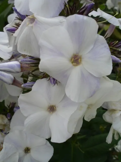 Coral Flame Phlox (Phlox Flame&trade; Series Coral) — accentuating the warm coral blooms.<br><br>Maintenance for the Coral Flame Phlox is minimal