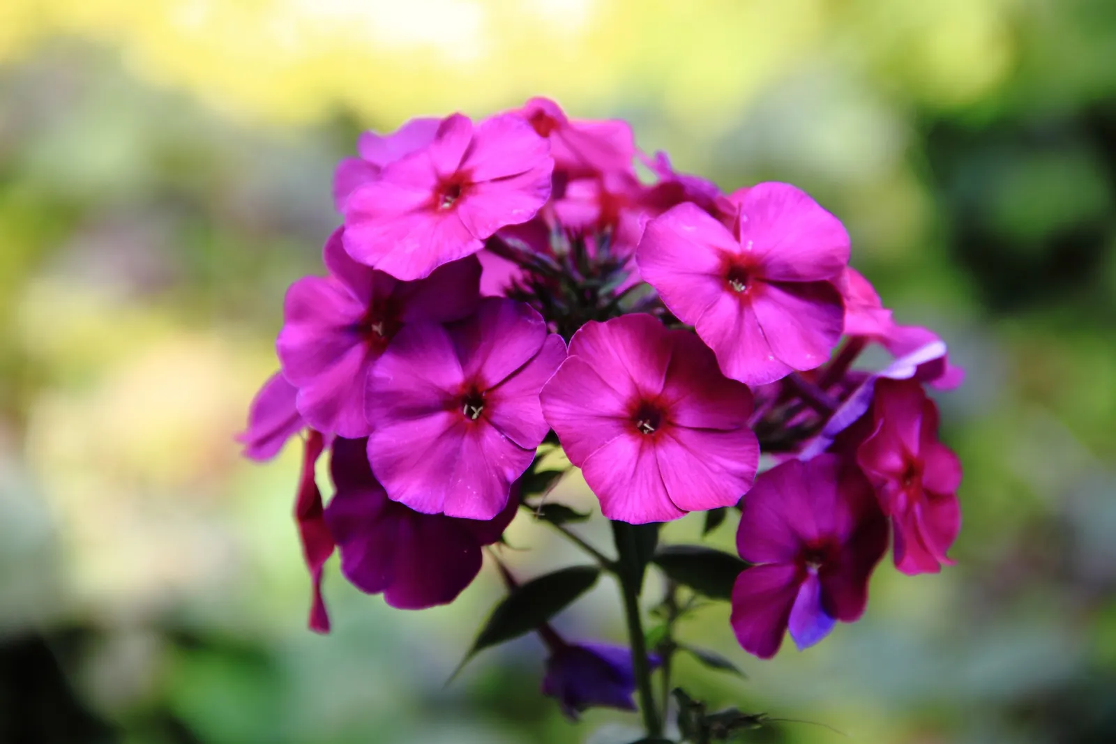 Coral Flame Phlox (Phlox Flame&trade; Series Coral) — perennial with red blooms