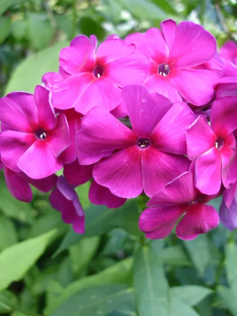 Coral Flame Phlox (Phlox Flame&trade; Series Coral) — It performs optimally in USDA zones 4 through 8; with its vibrant flowers and easy care, image 54