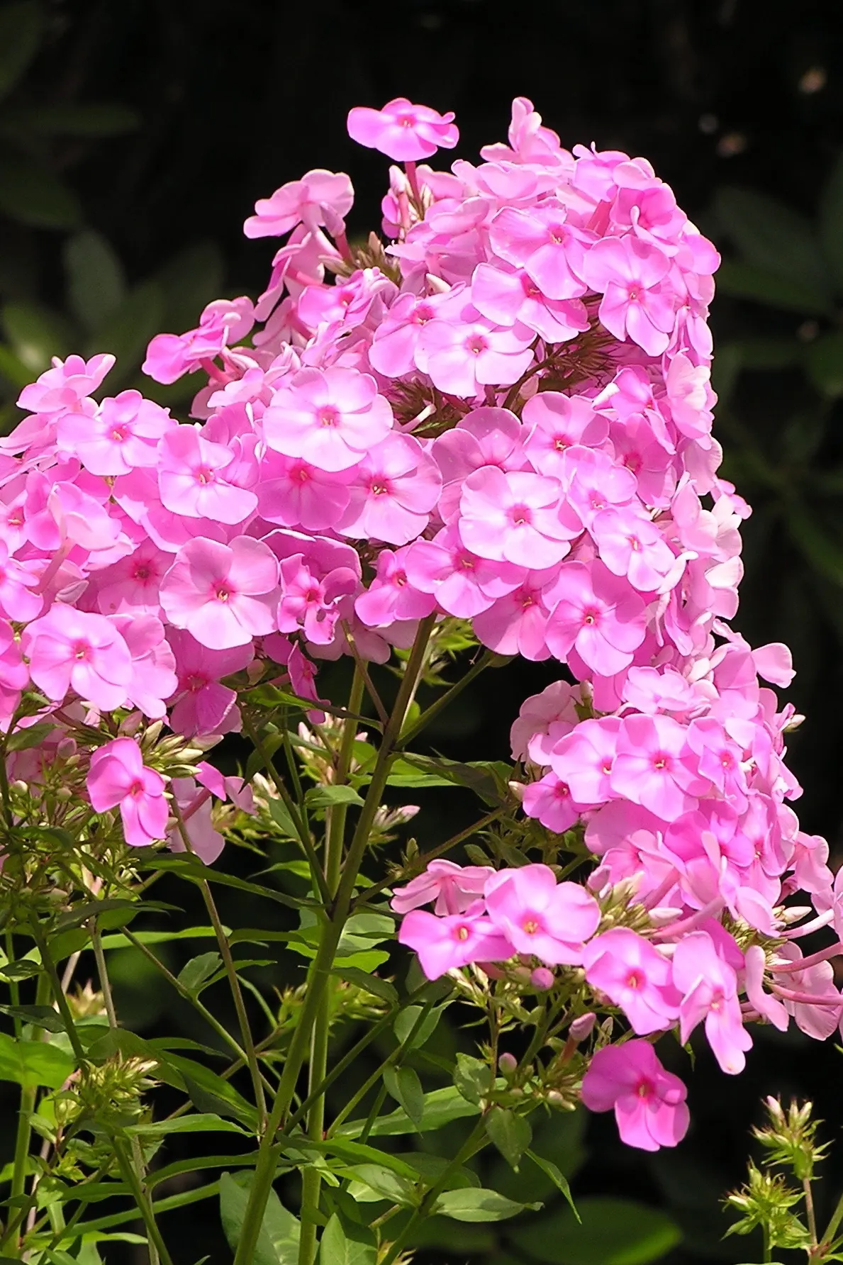 Coral Flame Phlox (Phlox Flame&trade; Series Coral) — and bees.<br><br>Favoring well-drained soil; and texture to any garden design