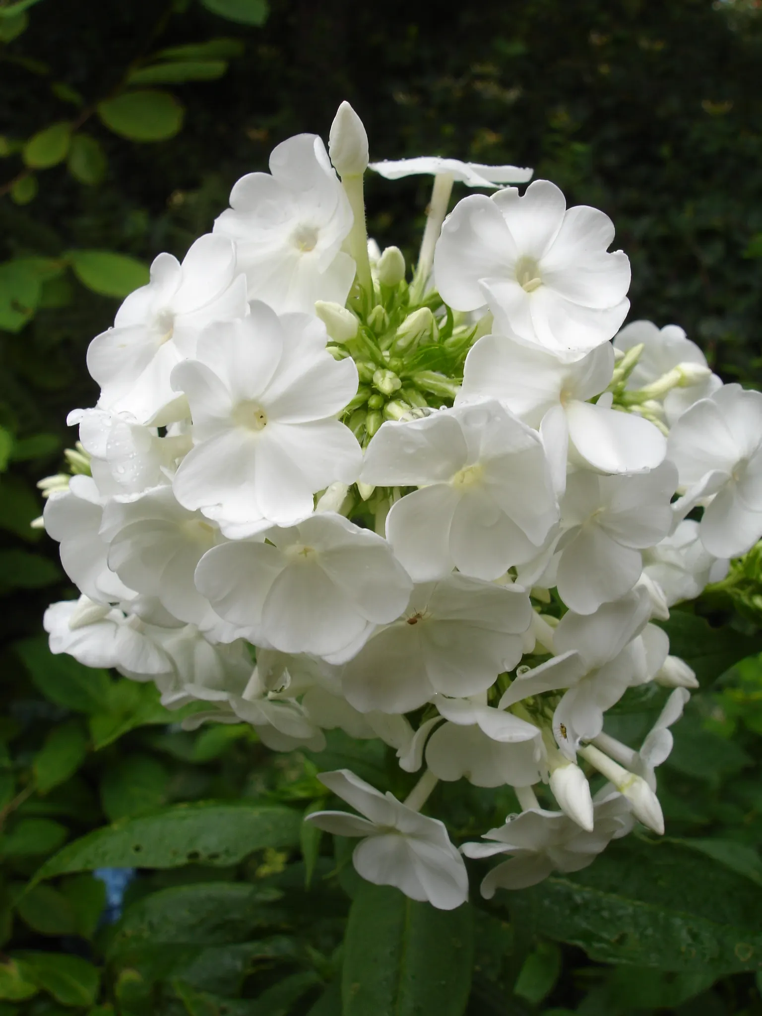 Coral Flame Phlox (Phlox Flame&trade; Series Coral) — showcasing an impressive resilience to mildew - a common affliction among phlox species; and texture to