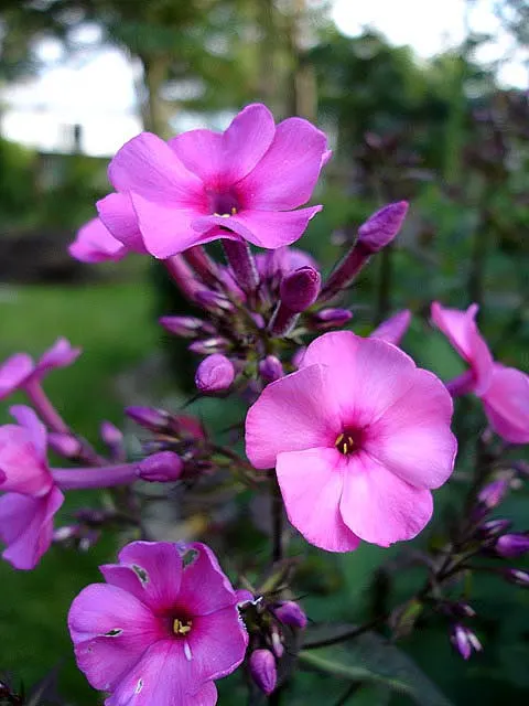 Coral Flame Phlox (Phlox Flame&trade; Series Coral) — herbaceous perennial beloved for its prolonged blooming period and striking coloration