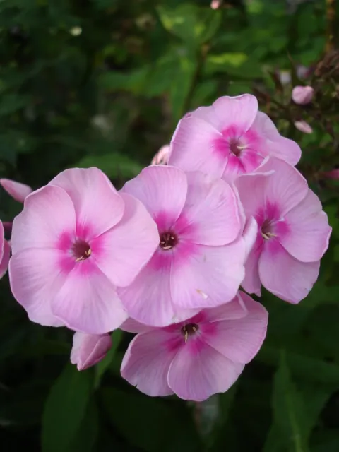 Coral Flame Phlox (Phlox Flame&trade; Series Coral) — For enhanced vigor, apply a general-purpose fertilizer in the spring when new growth appears, image 59