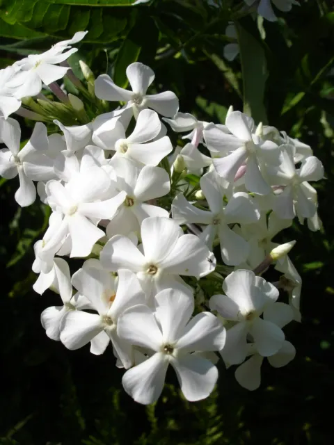 Coral Flame Phlox (Phlox Flame&trade; Series Coral) — red flowers in the garden; and texture to any garden design