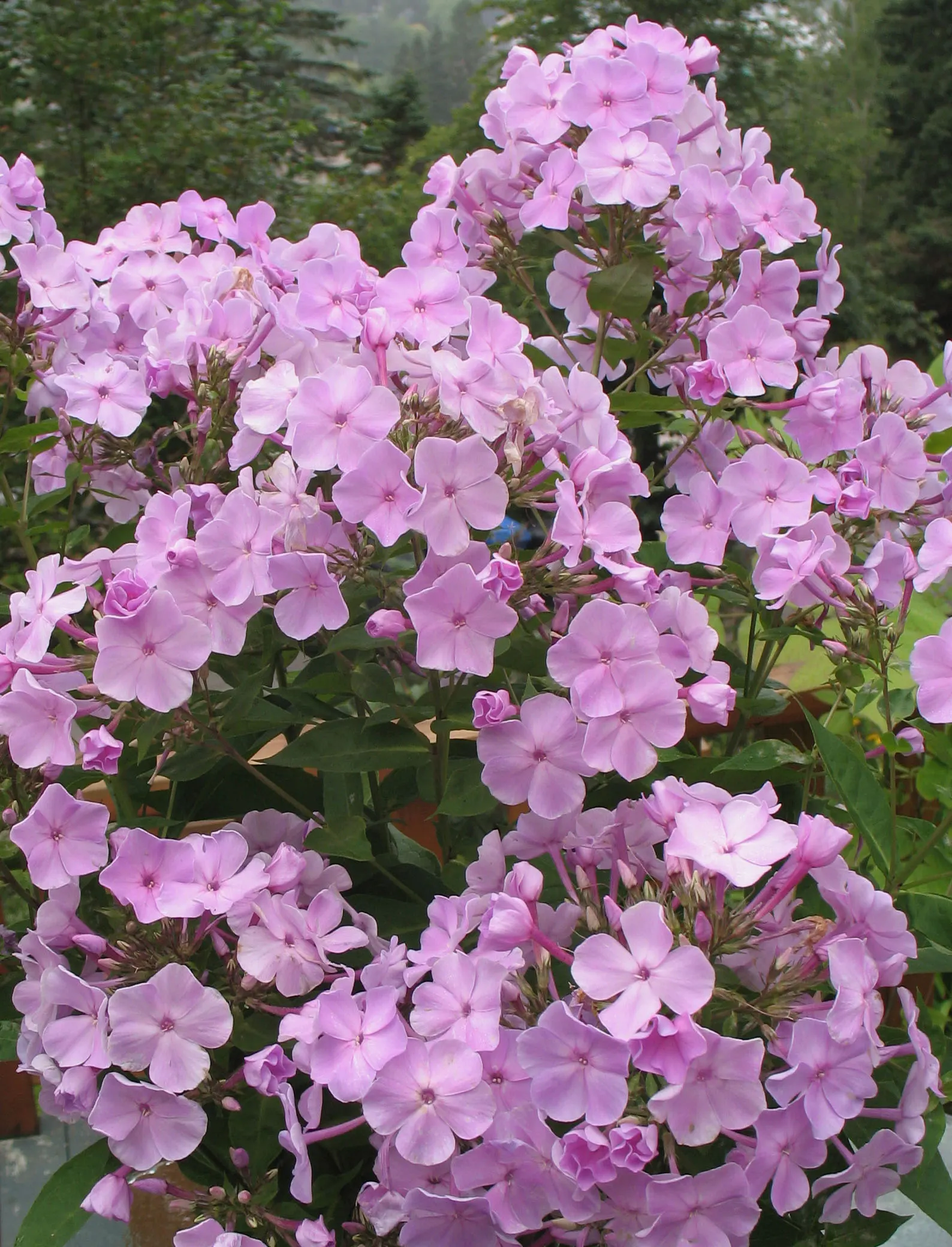 Coral Flame Phlox (Phlox Flame&trade; Series Coral) — This hardy plant thrives in full sun to part shade and well-drained soil in USDA zones 4-8; this phlox