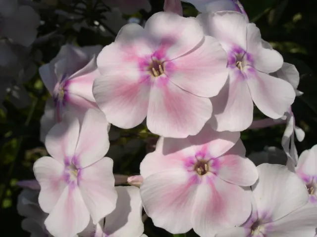 Coral Flame Phlox (Phlox Flame&trade; Series Coral) — and texture to any garden design, image 46