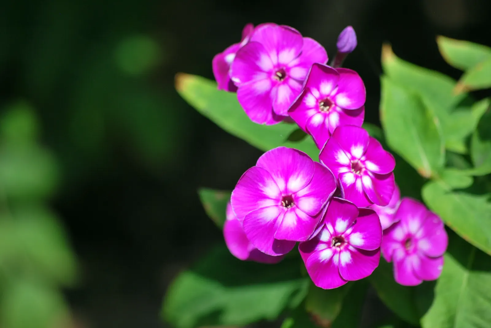 Coral Flame Phlox (Phlox Flame&trade; Series Coral) — It performs optimally in USDA zones 4 through 8