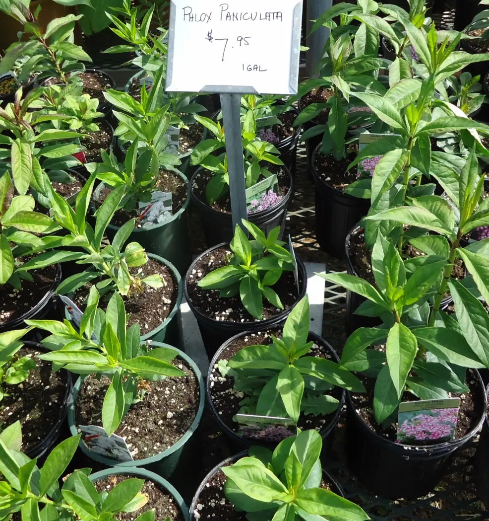Coral Flame Phlox (Phlox Flame&trade; Series Coral) — and texture to any garden design