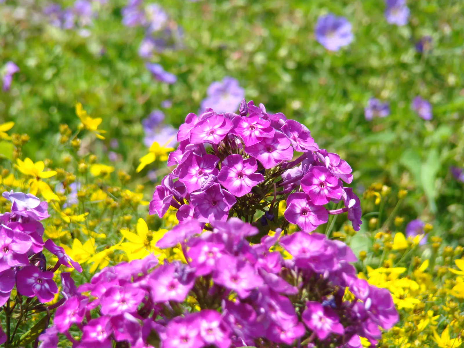 Coral Flame Phlox (Phlox Flame&trade; Series Coral) — it reaches a height of approximately 12 to 16 inches and a similar spread; this phlox variety thrives in