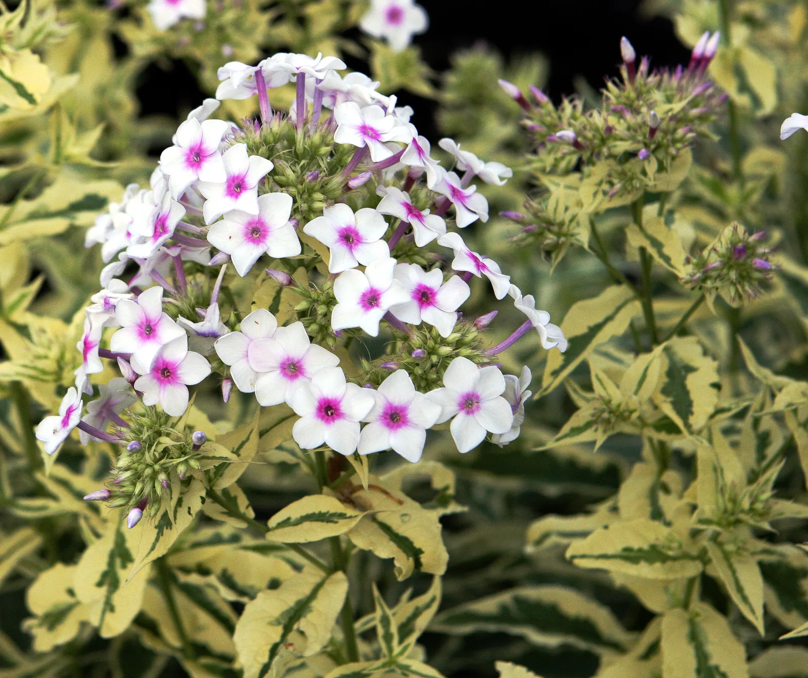 Coral Flame Phlox (Phlox Flame&trade; Series Coral) — Attracts pollinators while being resistant to mildew; with its vibrant flowers and easy care