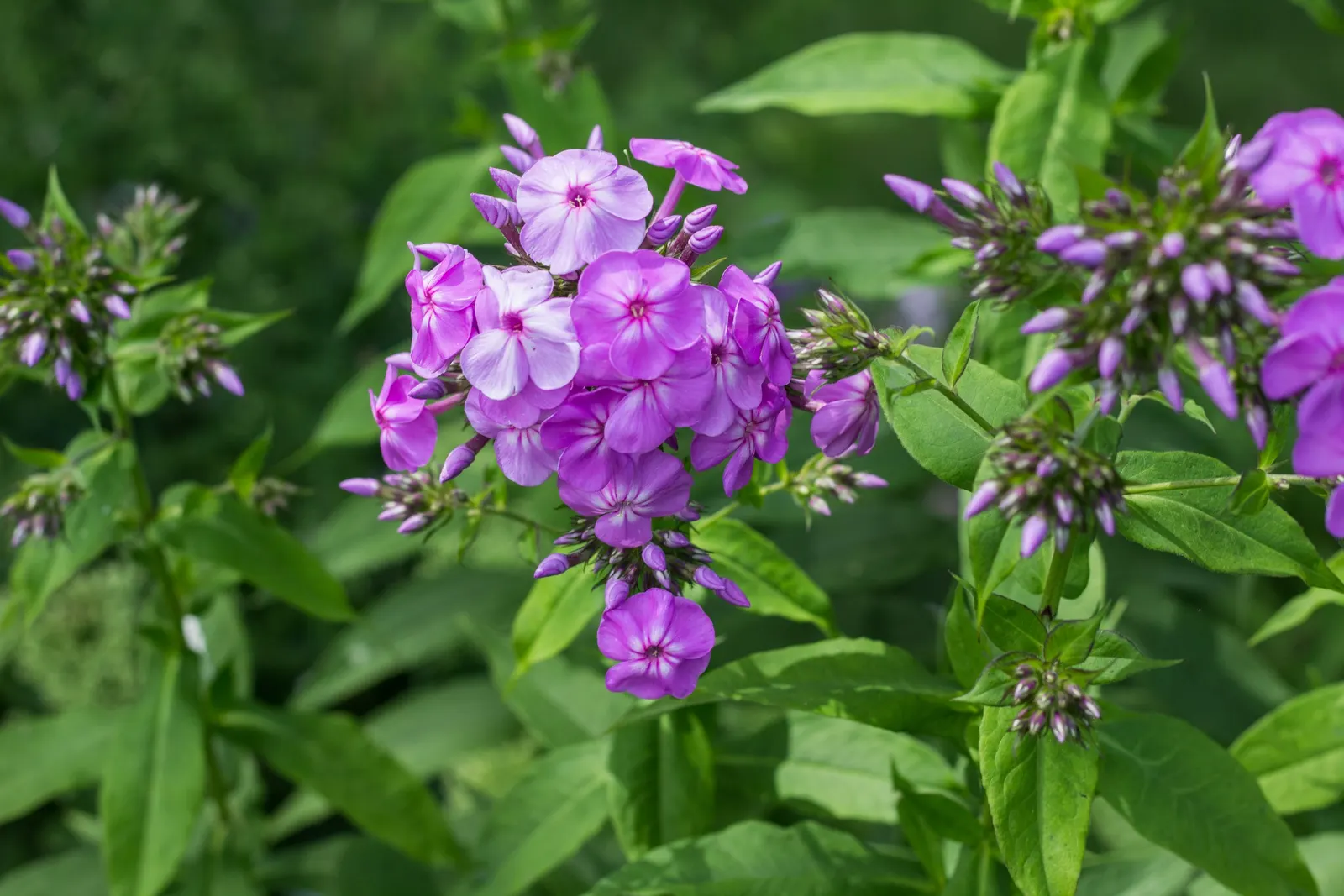 Coral Flame Phlox (Phlox Flame&trade; Series Coral) — showcasing an impressive resilience to mildew - a common affliction among phlox species