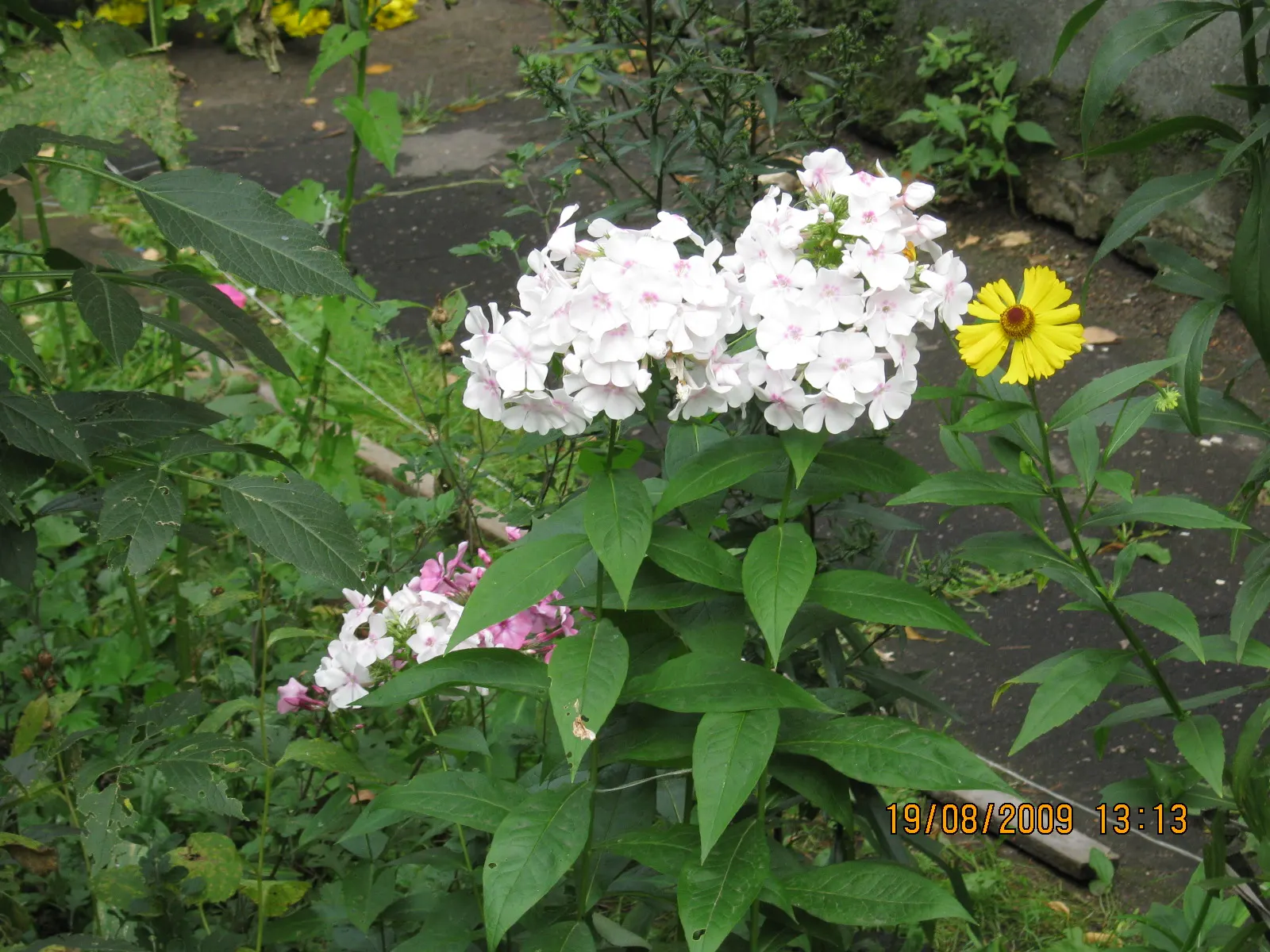 Coral Flame Phlox (Phlox Flame&trade; Series Coral) — perennial for full or half