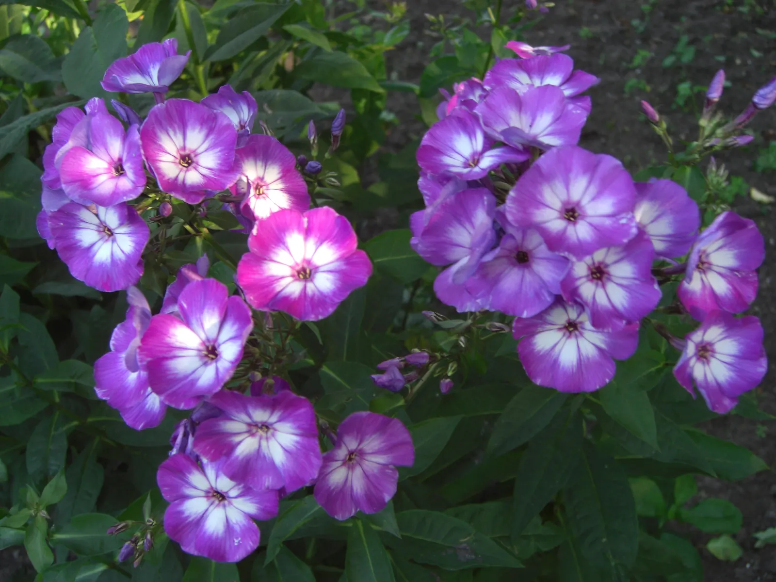 Coral Flame Phlox (Phlox Flame&trade; Series Coral) — which rise above the foliage on sturdy stems from mid to late summer