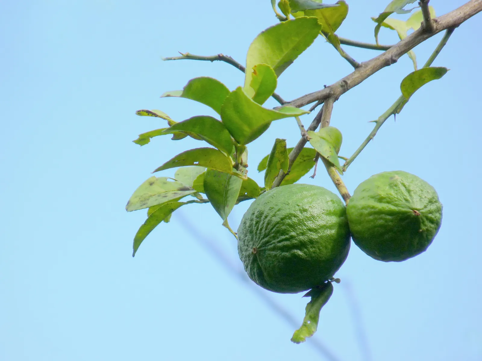 Key Lime (Citrus X Aurantifolia) — typically around 32°F.<br><br>A Key Lime tree can be a focal point in an edible landscape; ideal for container growth in