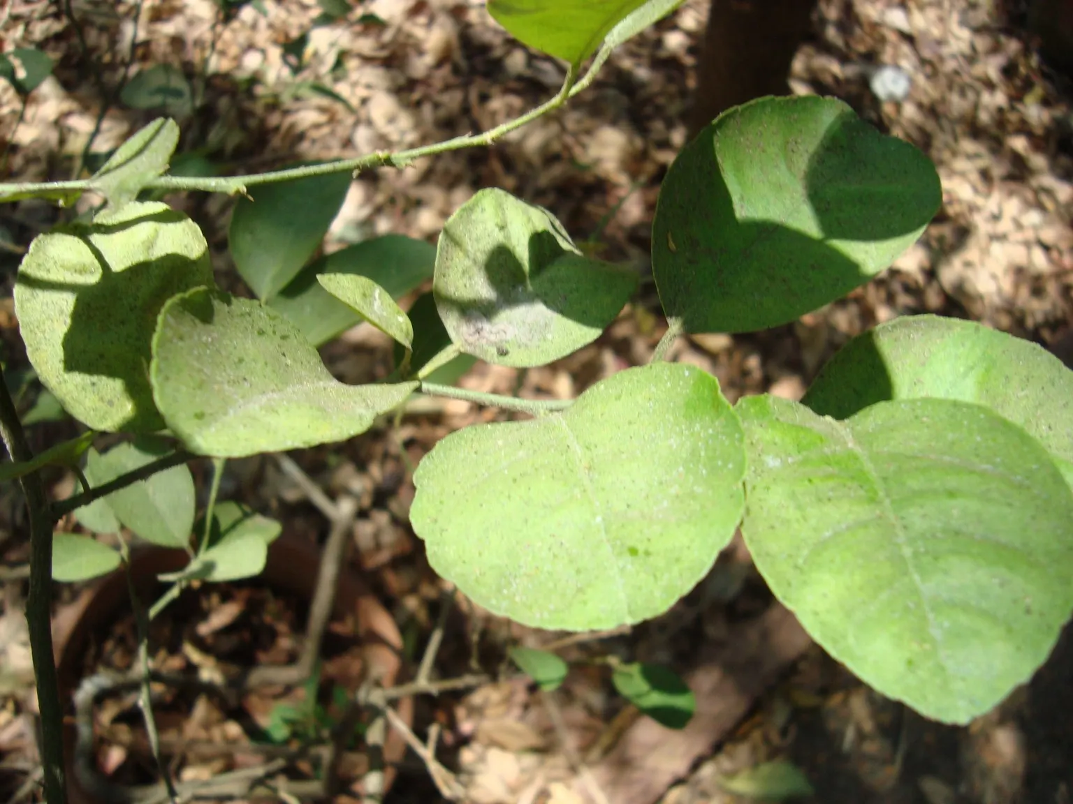 Key Lime (Citrus X Aurantifolia) — grows up to 6 to 13 feet in height with a spread of 4 to 8 feet; making it an ideal choice for residential gardens with