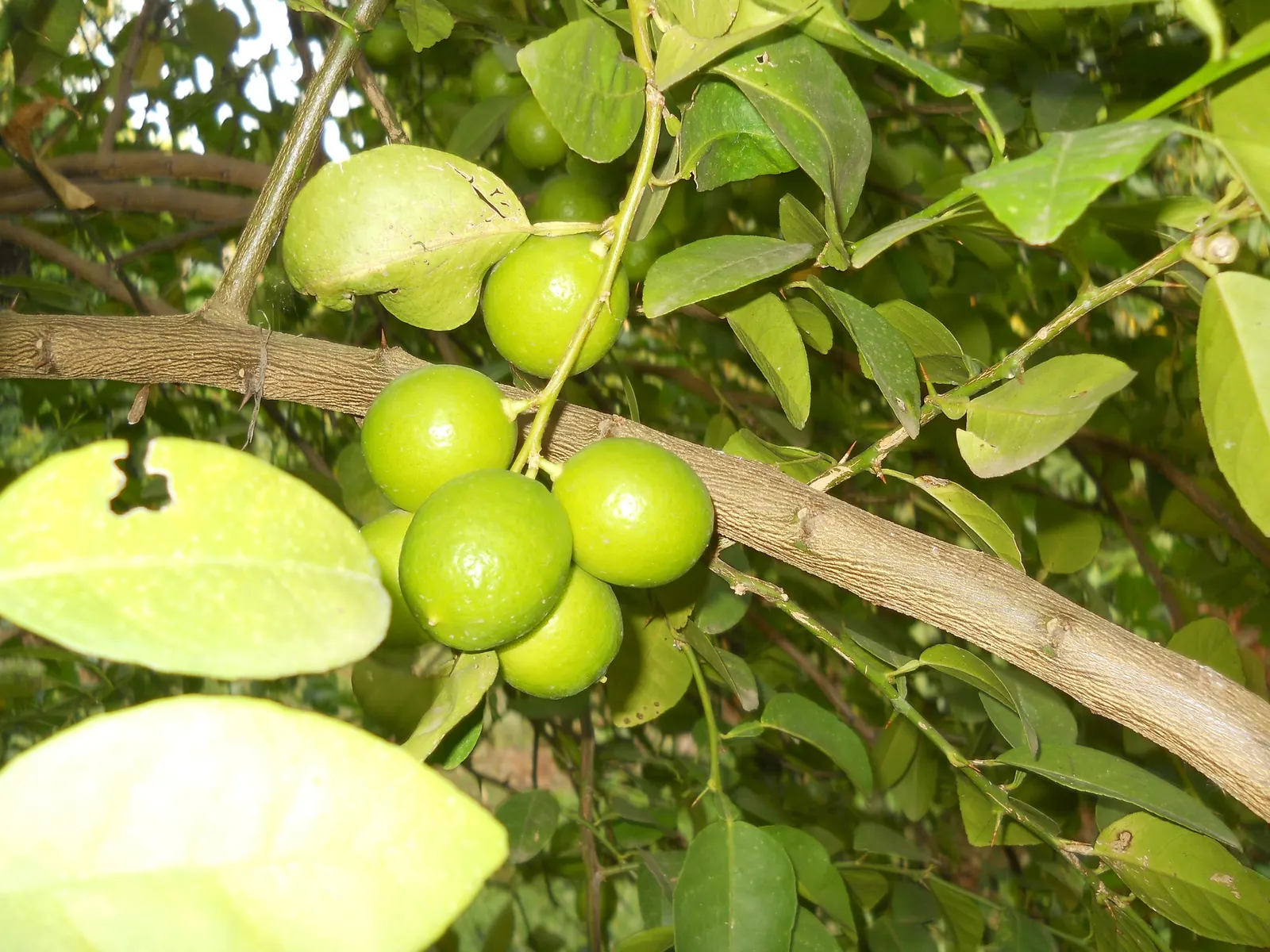 Key Lime (Citrus X Aurantifolia) — the Key Lime excites with delicate white blossoms that exude a sweet fragrance