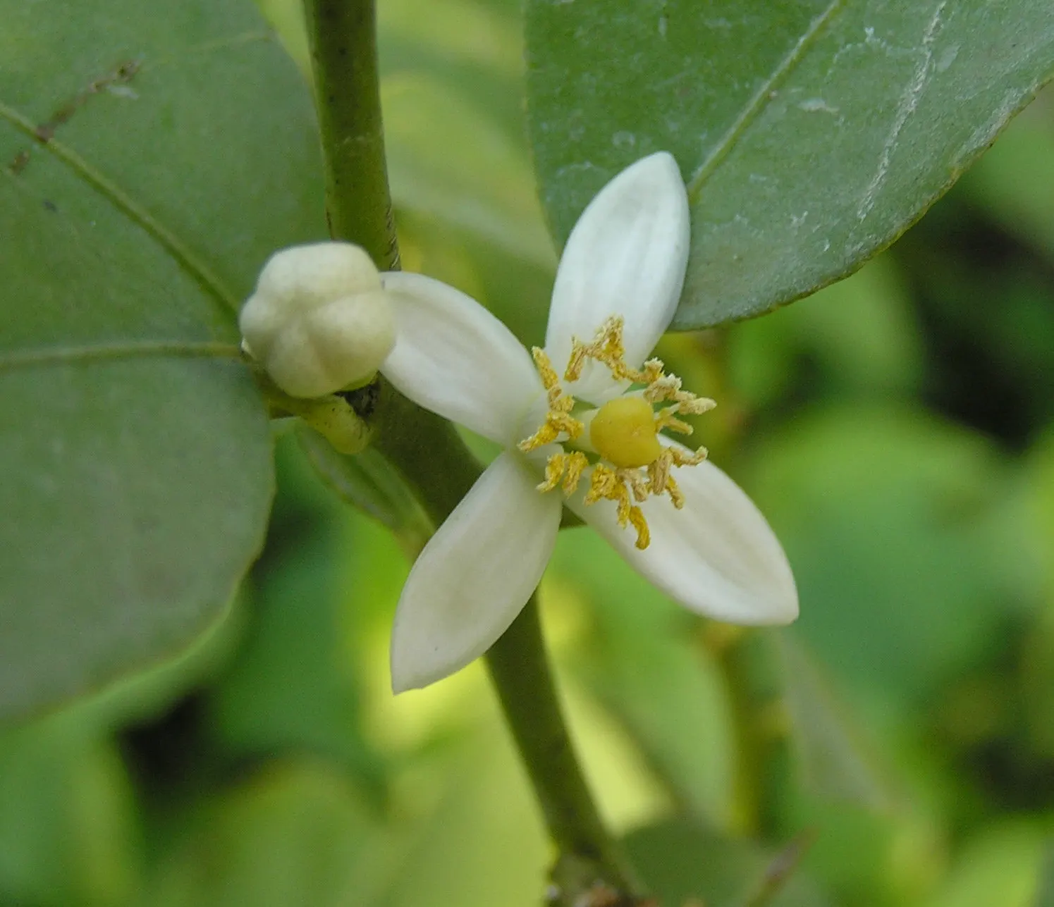Key Lime (Citrus X Aurantifolia) — green to yellow-green fruit