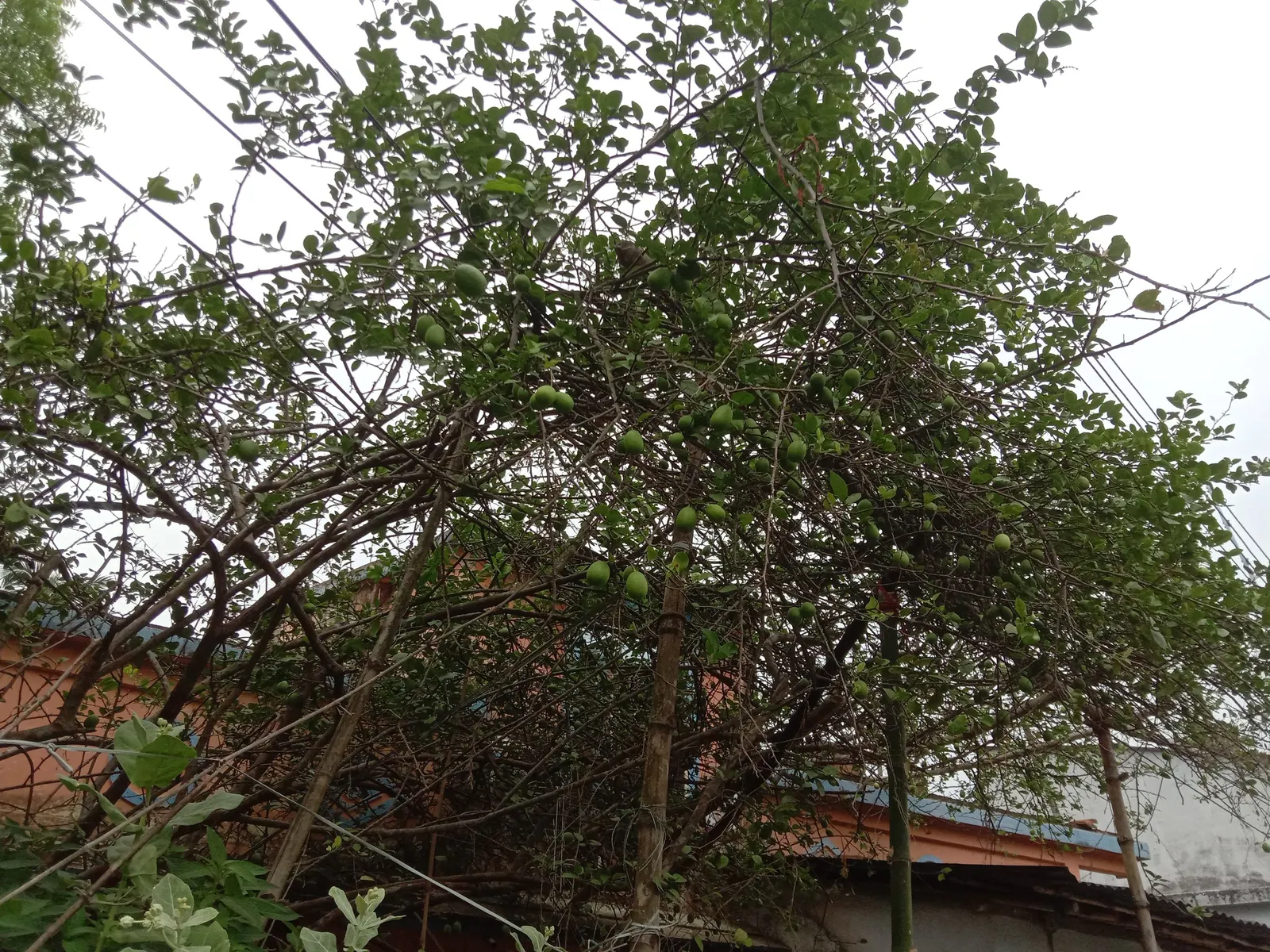 Key Lime (Citrus X Aurantifolia) — requiring protection when temperatures drop below freezing