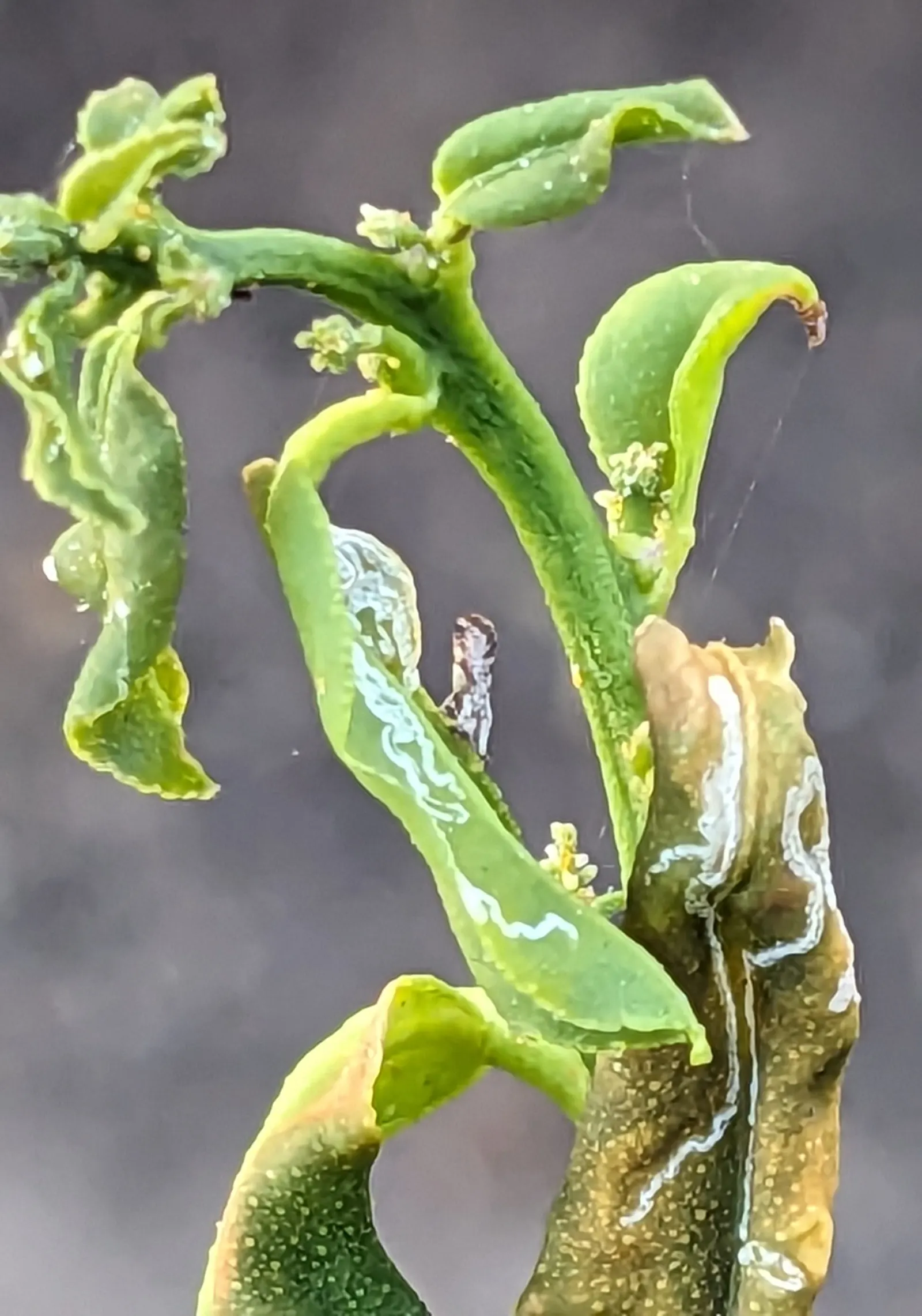 Key Lime (Citrus X Aurantifolia) — grows up to 6 to 13 feet in height with a spread of 4 to 8 feet; making it an ideal choice for residential, image 60
