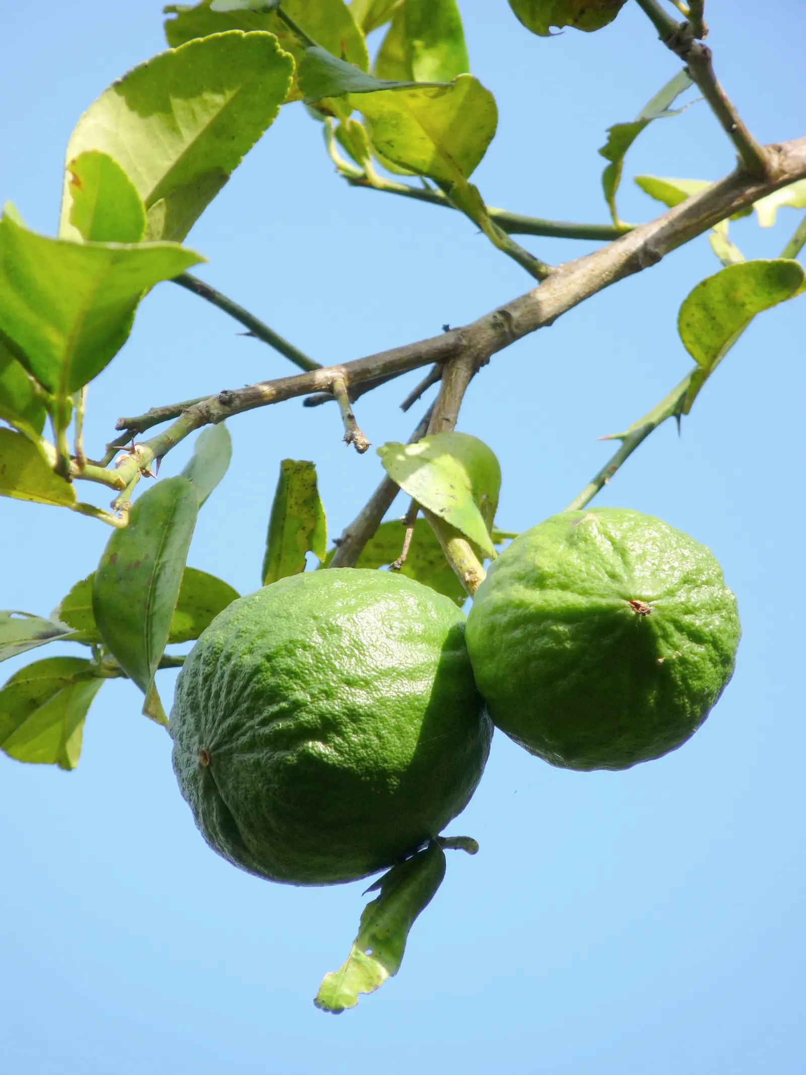 Key Lime (Citrus X Aurantifolia) — attracting pollinators to the garden, image 44