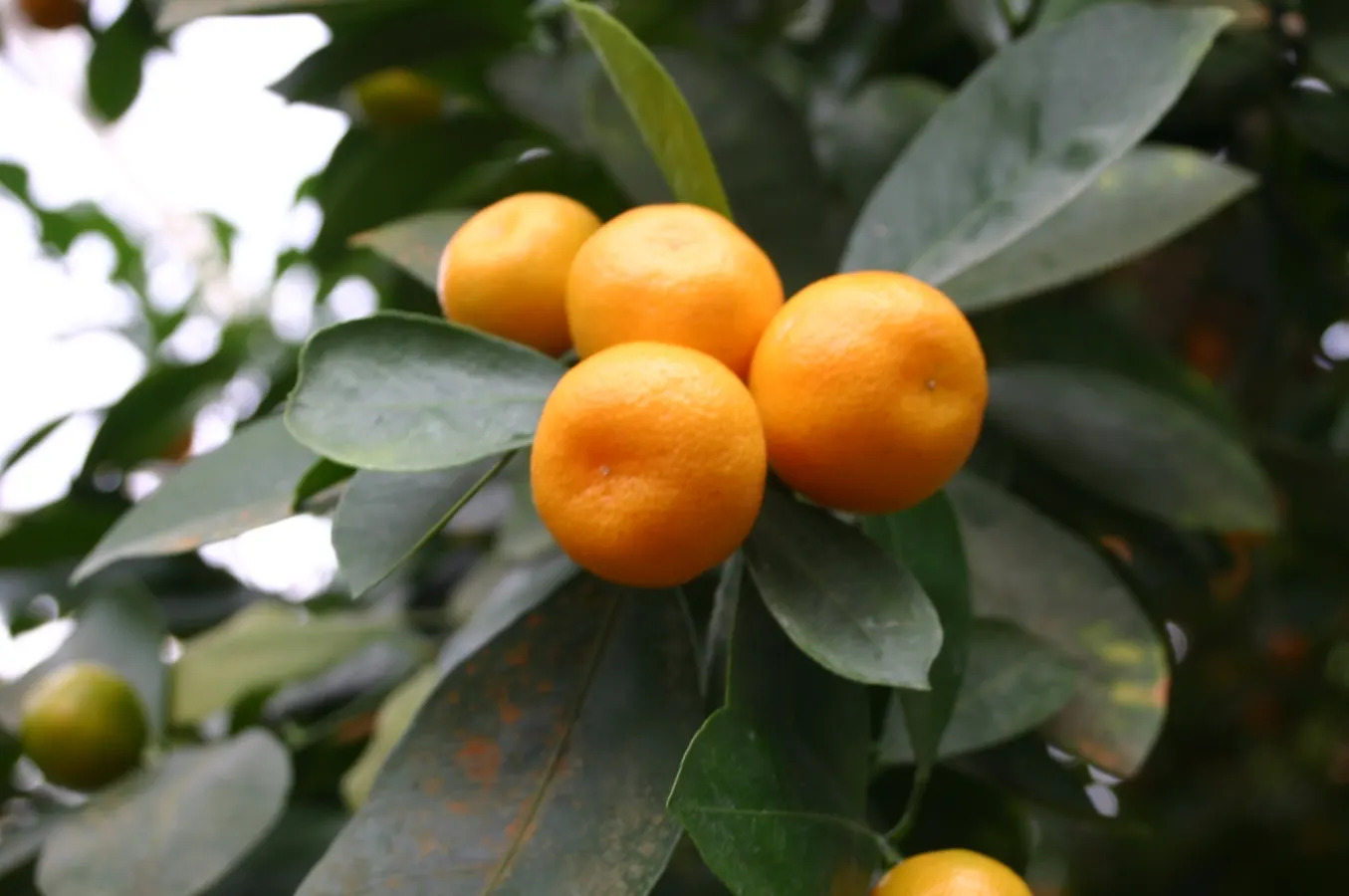 Key Lime (Citrus X Aurantifolia) — The Key Lime (Citrus x aurantifolia)