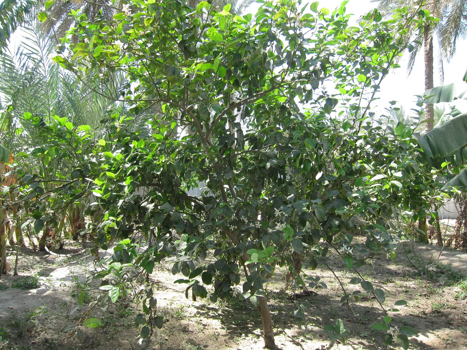 Key Lime (Citrus X Aurantifolia) — as the tree is prolific in its yield