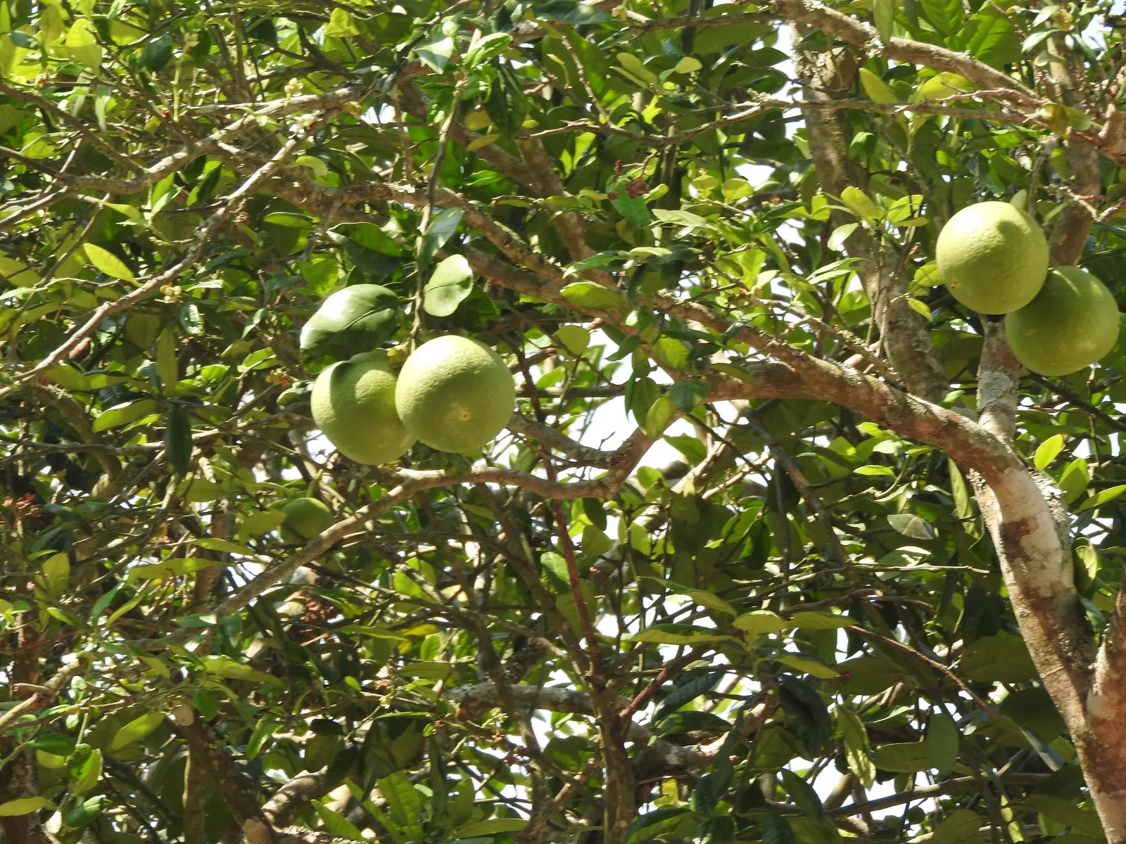 Key Lime (Citrus X Aurantifolia) — Prefers full sun and well-drained soil