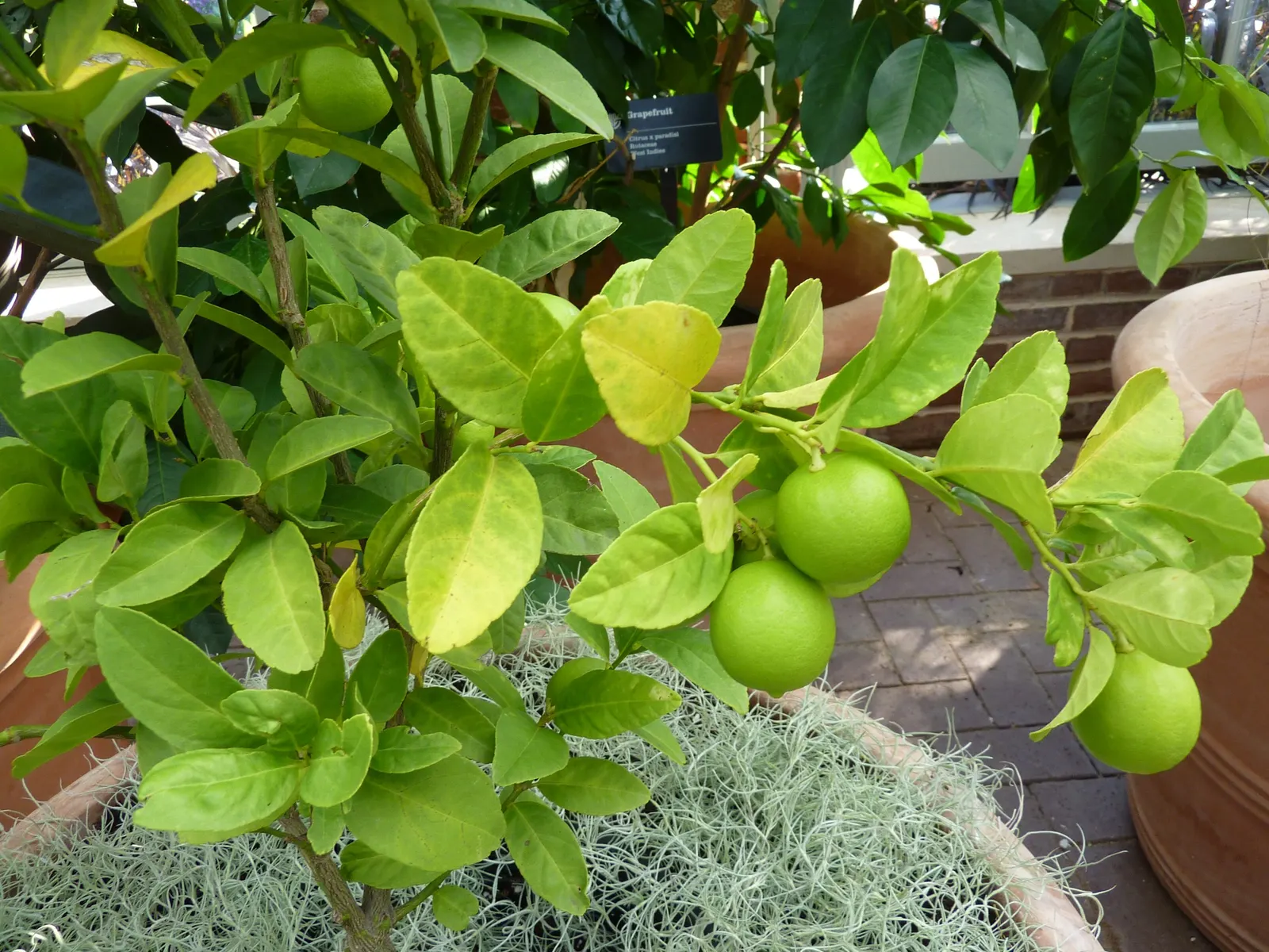 Key Lime (Citrus X Aurantifolia) — making it an ideal choice for residential gardens with limited space