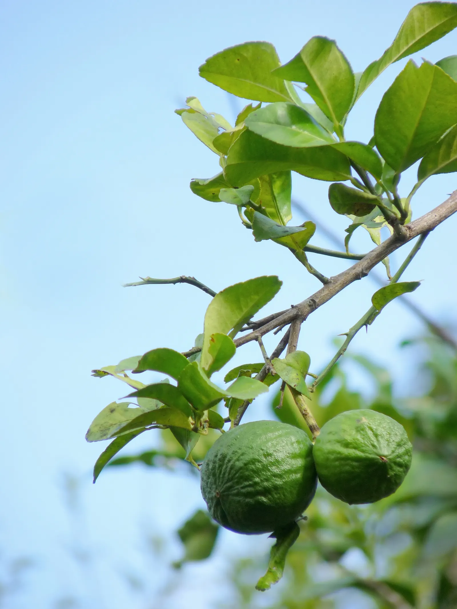 Key Lime (Citrus X Aurantifolia) — offering both visual appeal and practical bounty