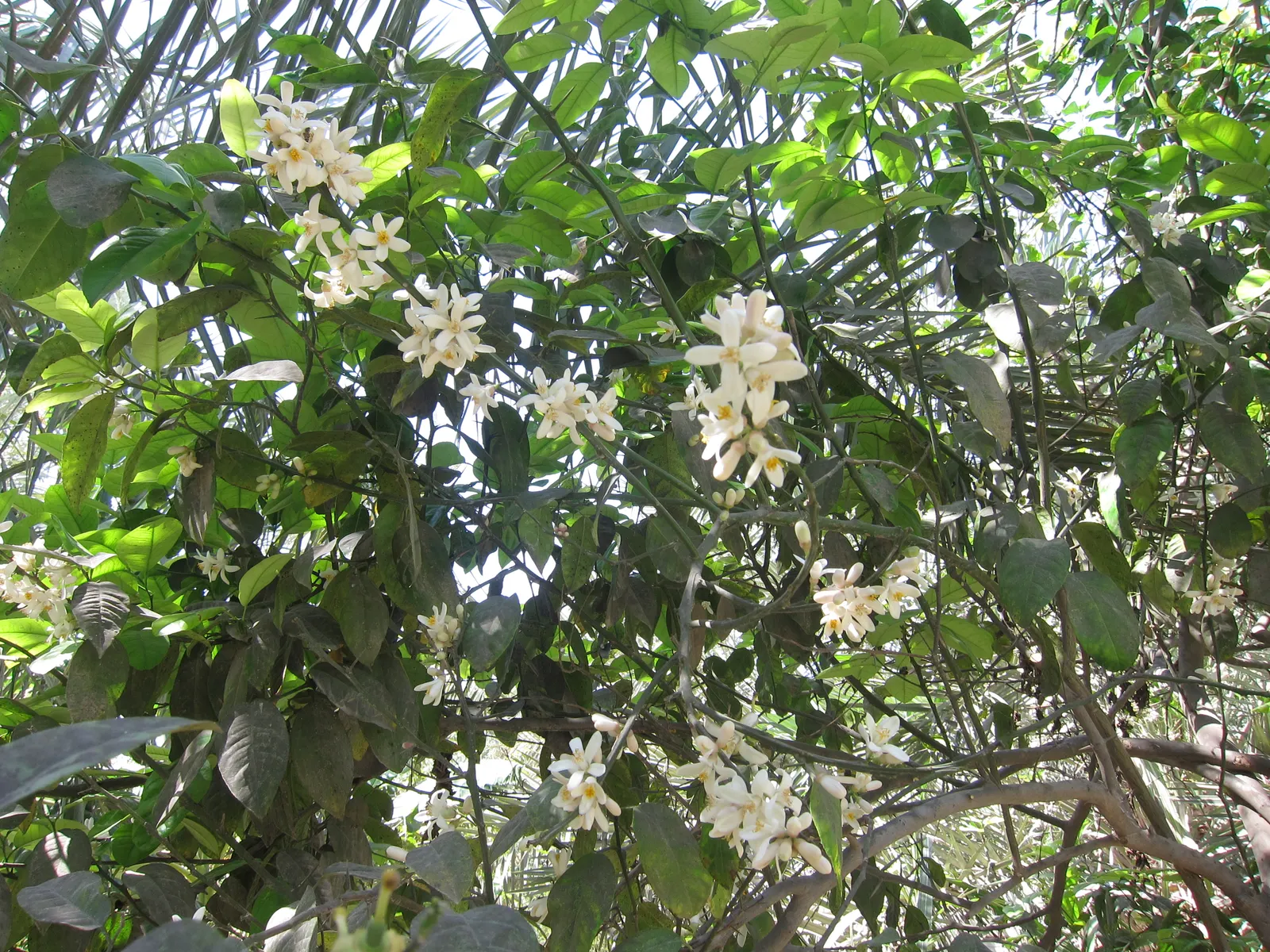 Key Lime (Citrus X Aurantifolia) — and ample sunlight for this sun-loving citrus to thrive; prefers full sun and well-drained soil