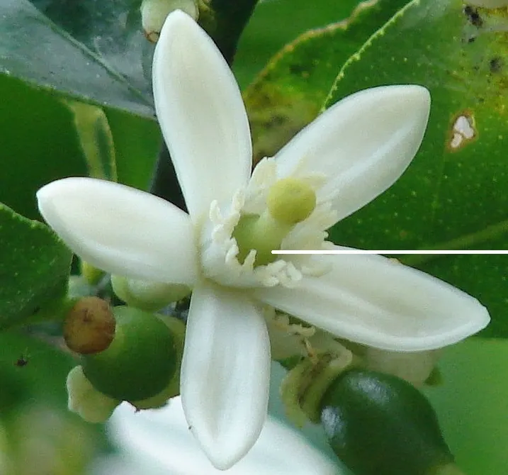 Key Lime (Citrus X Aurantifolia) — is a fruit-bearing treasure of the subtropical garden landscape