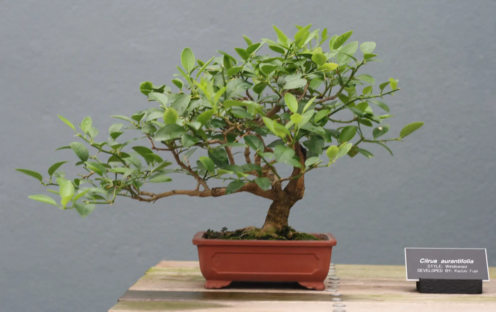 Key Lime (Citrus X Aurantifolia) — Ideal for container growth in cooler climates