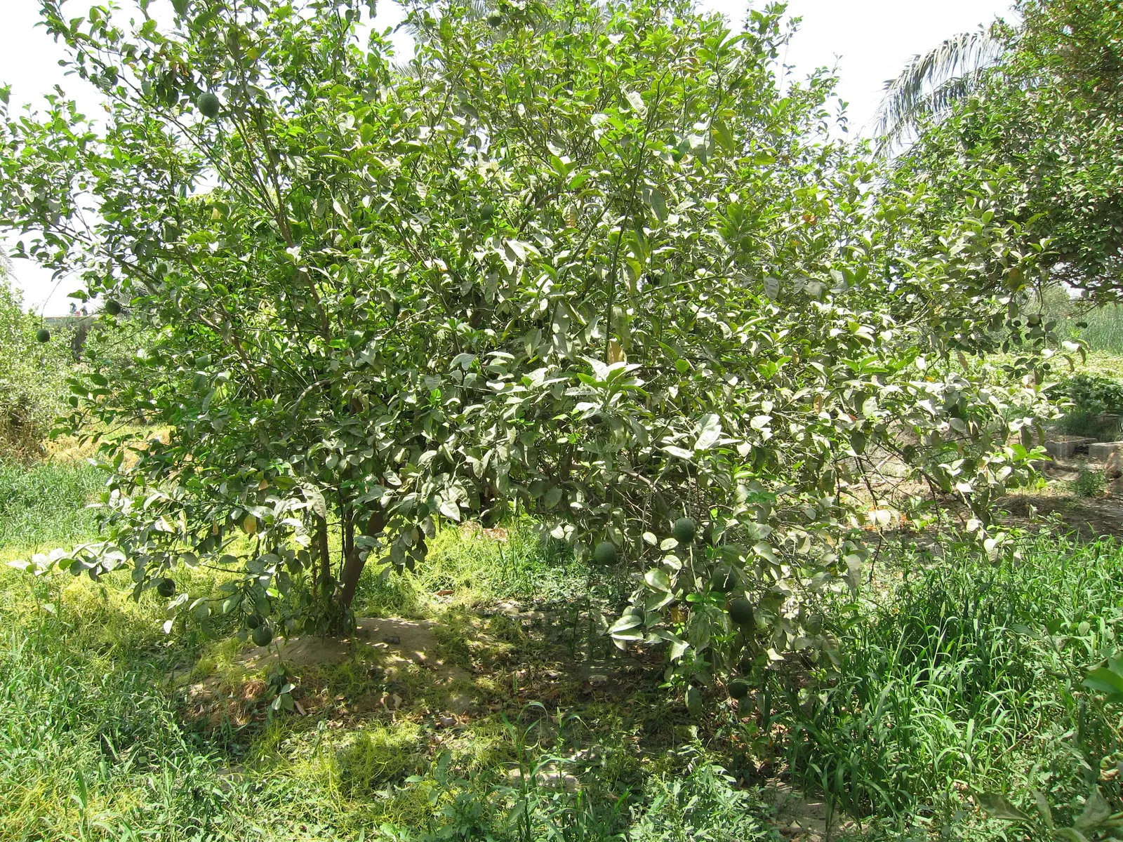 Key Lime (Citrus X Aurantifolia) — white flowers in the garden