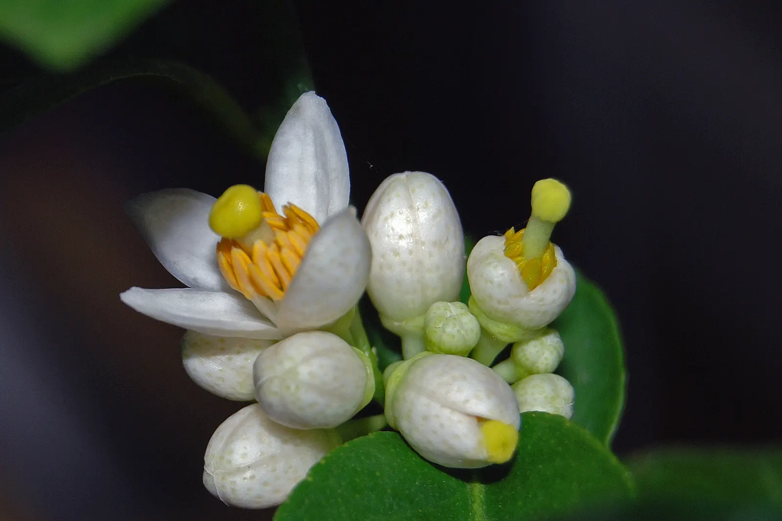 Key Lime (Citrus X Aurantifolia) — attracting pollinators to the garden