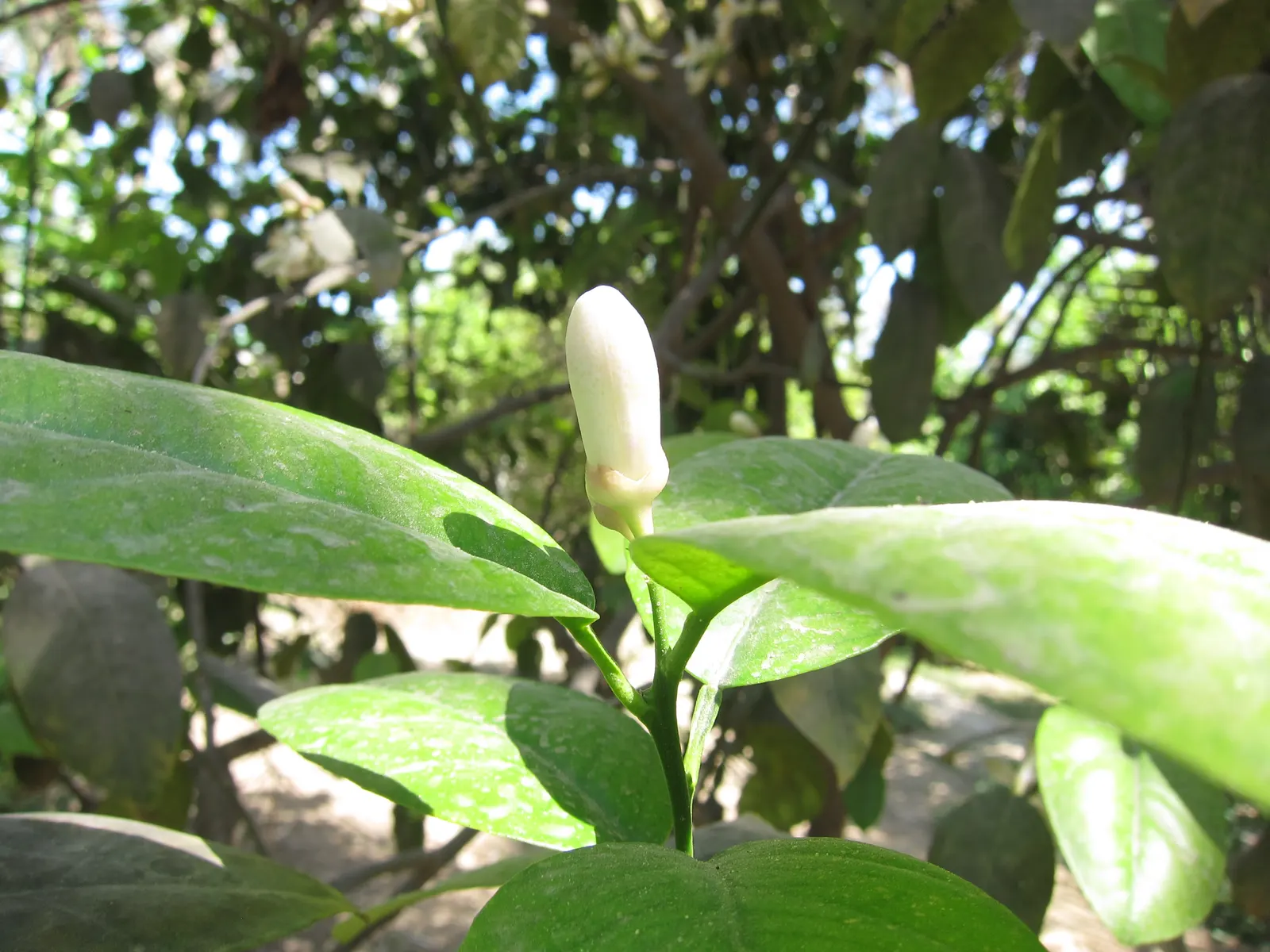 Key Lime (Citrus X Aurantifolia) — green to yellow-green fruit; typically around 32&deg;F.<br><br>A Key Lime tree can be a focal point in an edible landscape