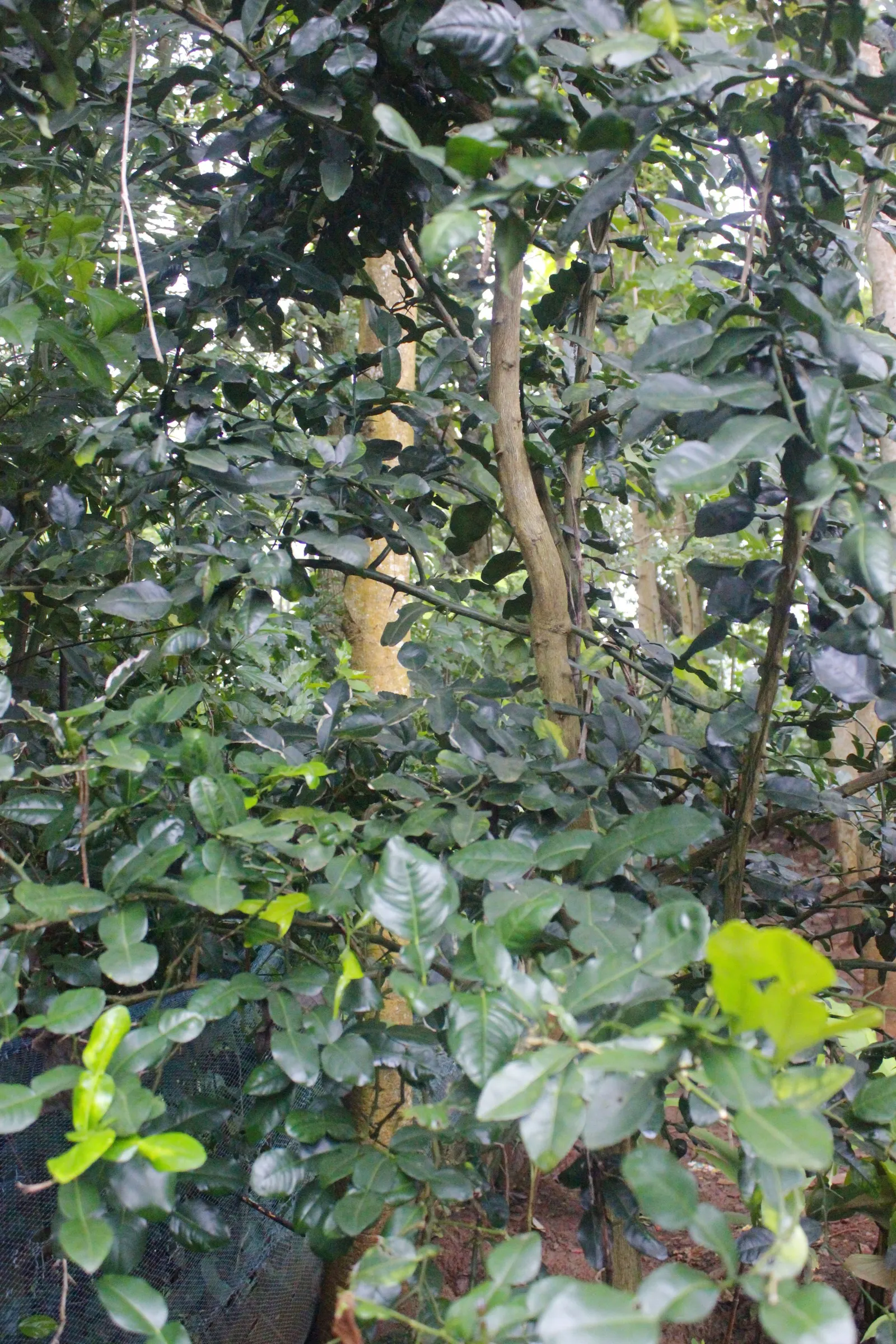 Key Lime (Citrus X Aurantifolia) — This culinary gem produces small, green to yellow, 1-2 inch diameter fruits renowned for their tart flavor, image 62