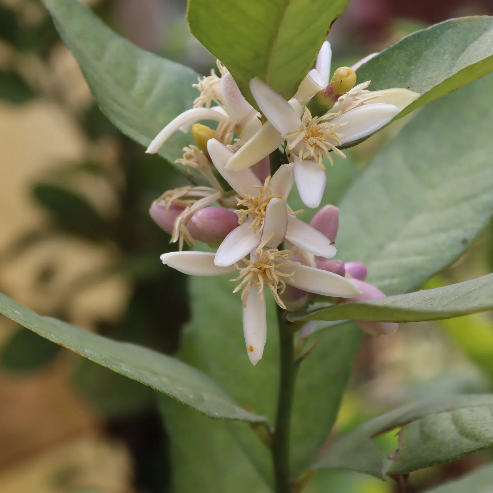 Key Lime (Citrus X Aurantifolia) — A smaller statured citrus; grows up to 6 to 13 feet in height with a spread of 4 to 8 feet